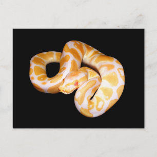 Albino Boll Python Vykort
