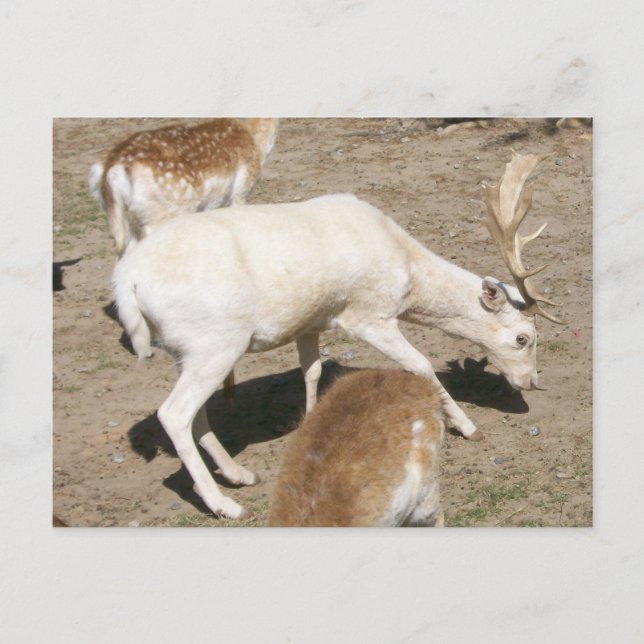 Albino Buck vykort (Framsida)