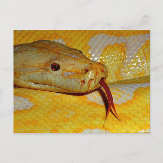 Albino Burmese Closeup Vykort