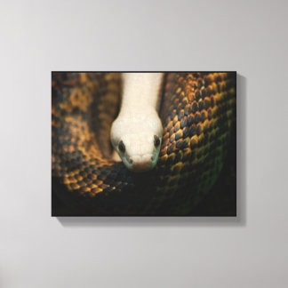 Albino Cornsnake på Canvas