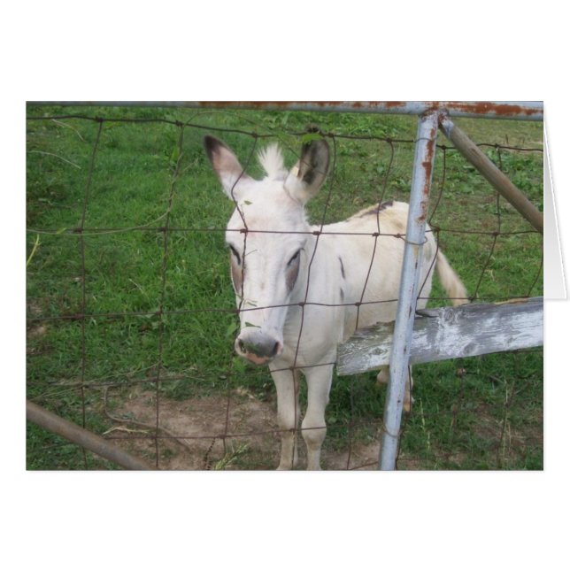Albino Donkey Hälsningskort (Framsidan Horizontal)