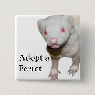 Albino Ferret Bild Knapp