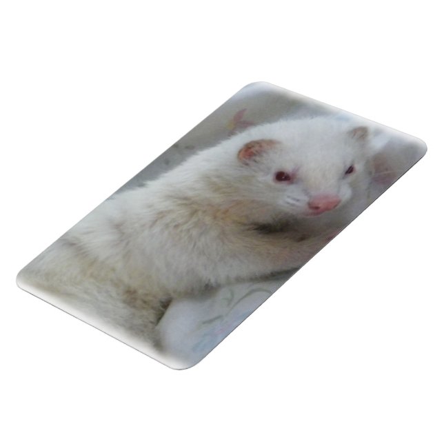 Albino Ferret Bild Magnet (Vänstra Sidan)