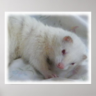 Albino Ferret Bild Poster