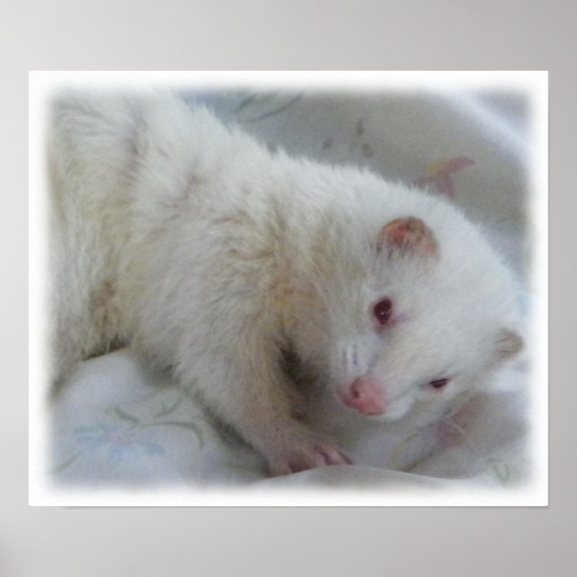 Albino Ferret Bild Poster (Framsidan)