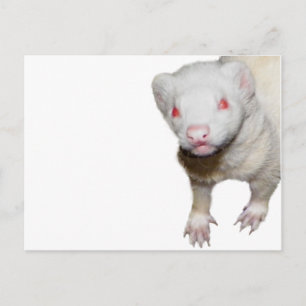 Albino Ferret Bild Vykort