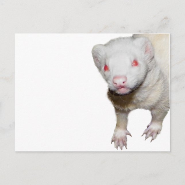 Albino Ferret Bild Vykort (Framsida)