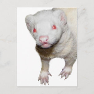 Albino Ferret Bild Vykort