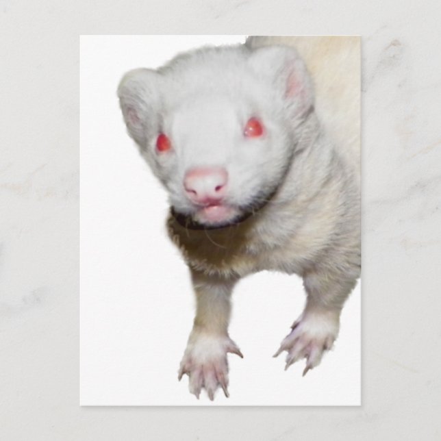 Albino Ferret Bild Vykort (Framsida)