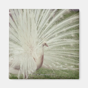 Albino fredsock magnet