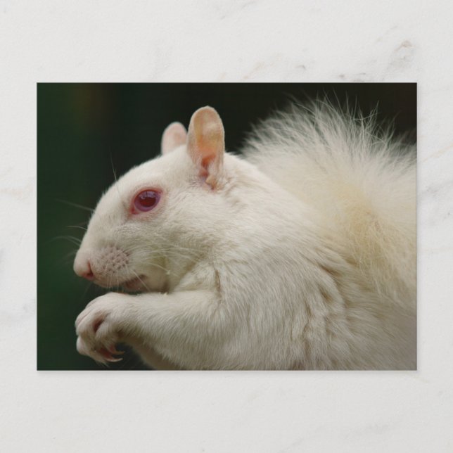 Albino Grått Squirrel Vykort (Framsida)