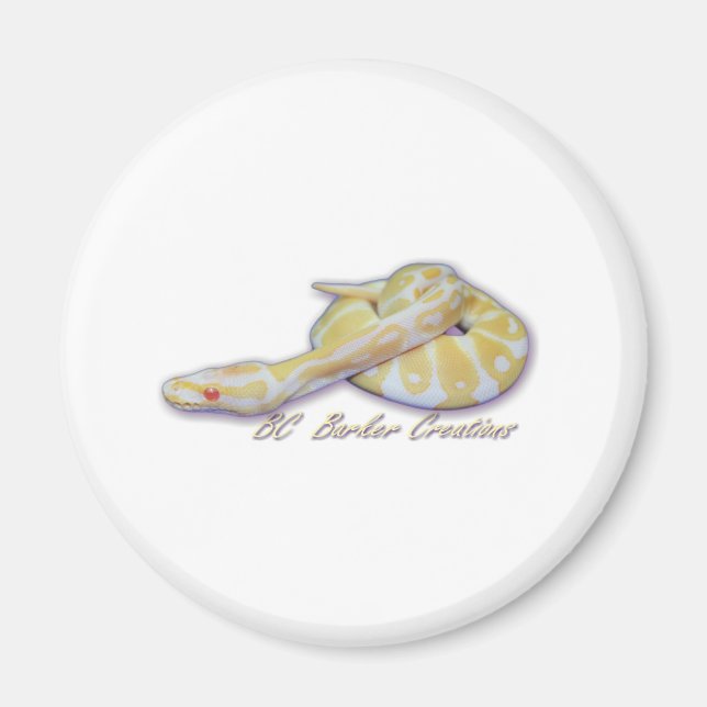 Albino Hatchling Boll Python Magnet (Framsidan)