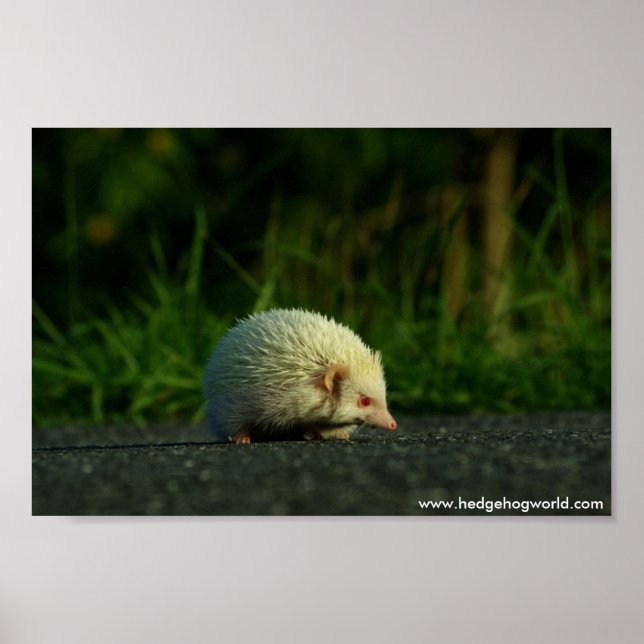 Albino hedgehog poster (Framsidan)