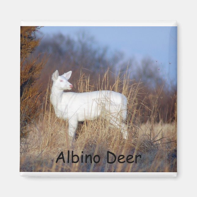 Albino Hjort Magnet (Framsidan)