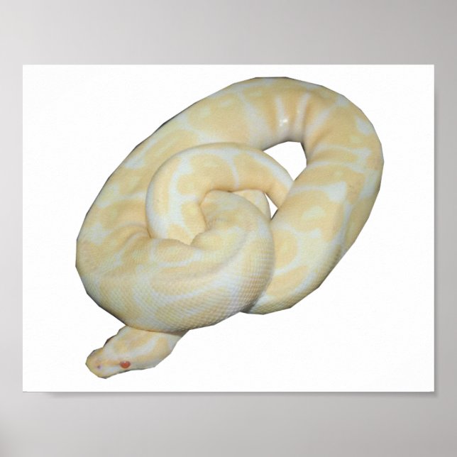 Albino Humla Poster (Framsidan)