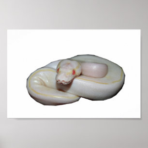 Albino Ivory Poster