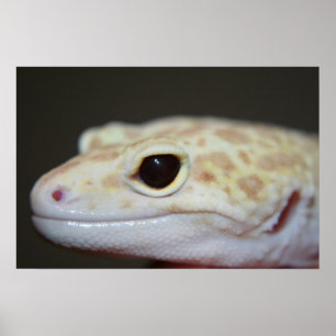Albino Leopard Gecko Close Poster