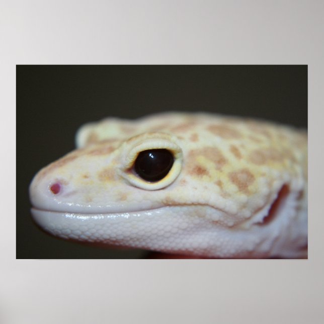 Albino Leopard Gecko Close Poster (Framsidan)