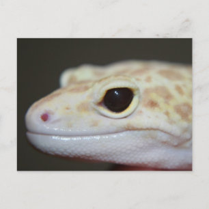 Albino Leopard Gecko vycard Vykort