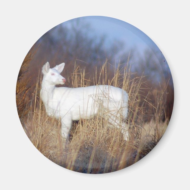 albino magnet (Framsidan)