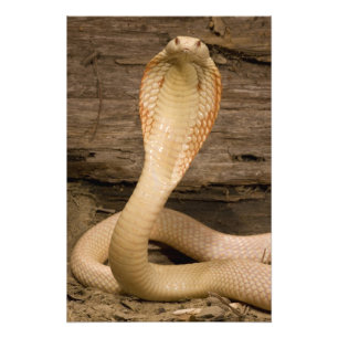 Albino Monacled Cobra, Naja kaouthia, kokt Fototryck