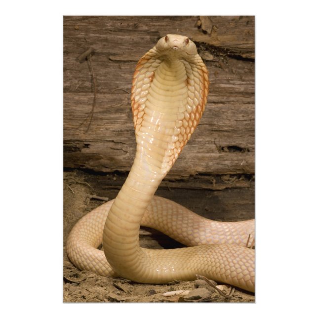 Albino Monacled Cobra, Naja kaouthia, kokt Fototryck (Framsidan)