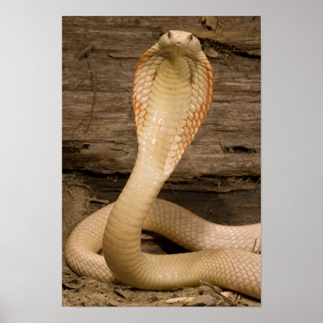 Albino Monacled Cobra, Naja kaouthia, kokt Poster (Framsidan)