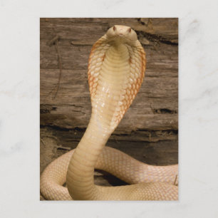 Albino Monocled Cobra, Naja kaouthia, hoprullad Vykort