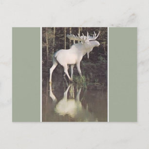 Albino Moose Vykort