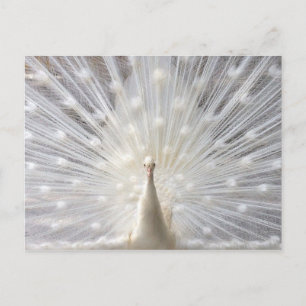 Albino Peacock-design Vykort