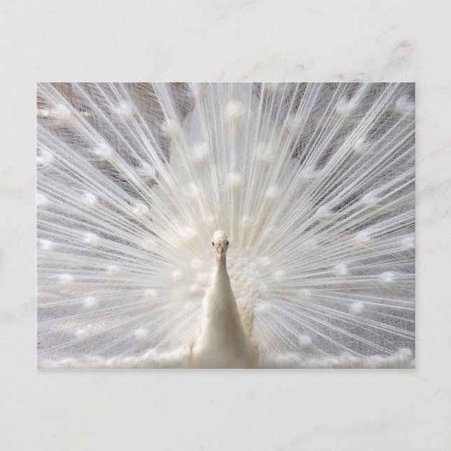 Albino Peacock-design Vykort (Framsida)