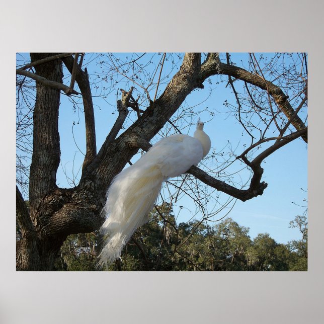 Albino Peacock i Träd Poster (Framsidan)