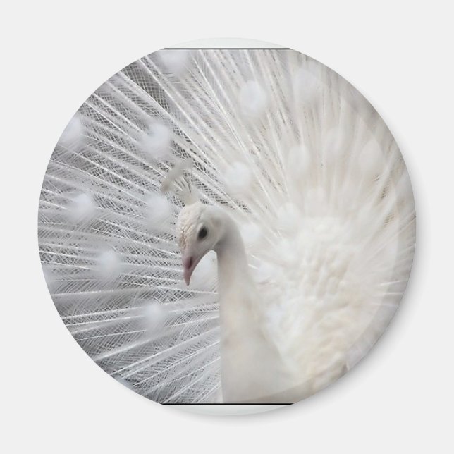 Albino Peacock Magnet (Framsidan)