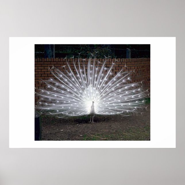 Albino Peacock Poster (Framsidan)
