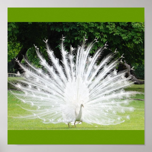 Albino-Peacock Poster (Framsidan)