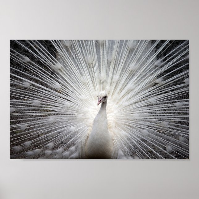 Albino Peacock Poster (Framsidan)