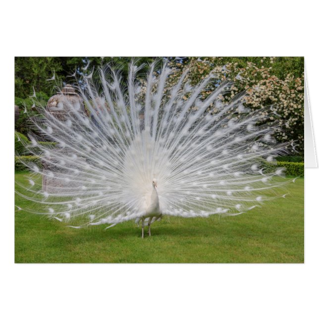 Albino Peacock Visnings Feathers Hälsningskort (Framsidan Horizontal)