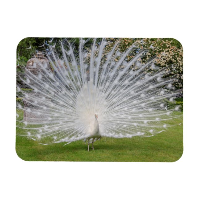 Albino Peacock Visnings Feathers Magnet (Horisontell)