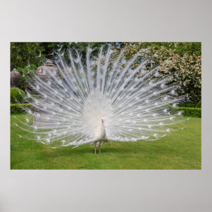 Albino Peacock Visnings Feathers Poster