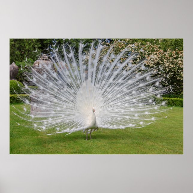 Albino Peacock Visnings Feathers Poster (Framsidan)