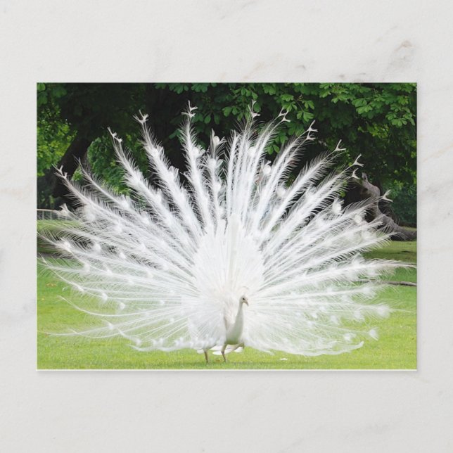 Albino-Peacock Vykort (Framsida)