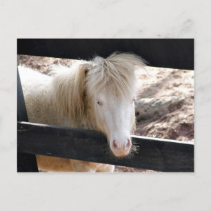 Albino pony vykort