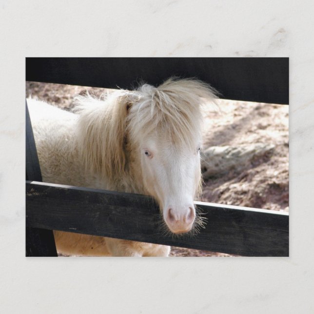 Albino pony vykort (Framsida)