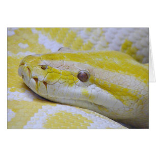 Albino python hälsningskort