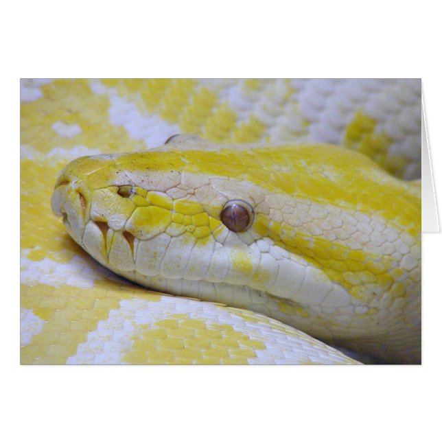 Albino python hälsningskort (Framsidan Horizontal)