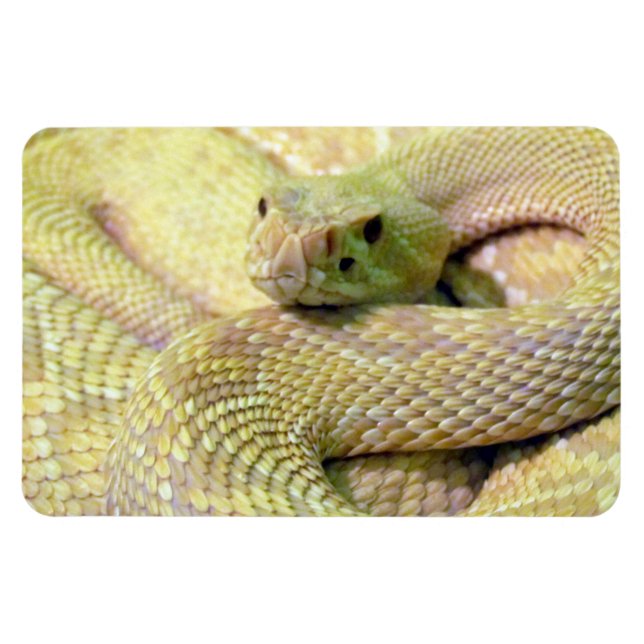 Albino Rattle Snake Flexible Magnet (Horisontell)