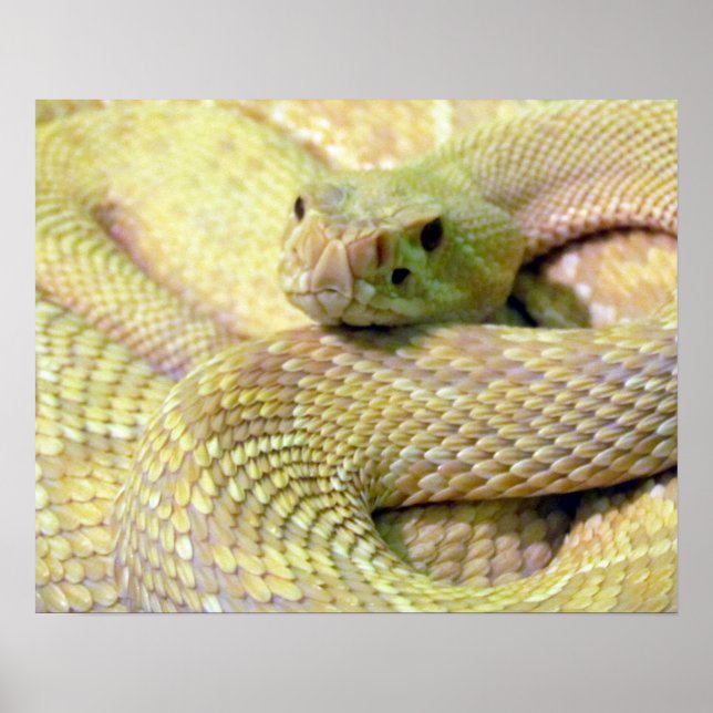 Albino RattleSnake Poster (Framsidan)