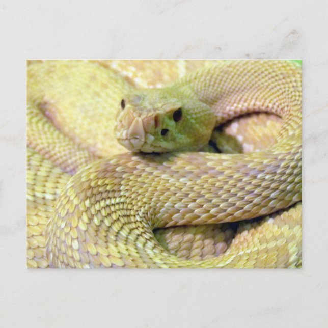 Albino Rattlesnake-vykort Vykort (Framsida)