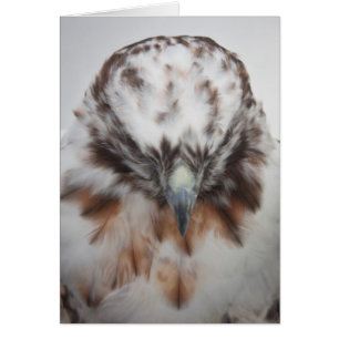 Albino Red Hawk OBS Kort