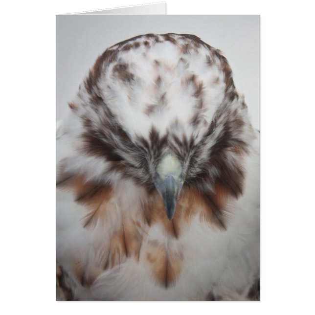 Albino Red Hawk OBS Kort (Framsidan)